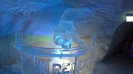 Polar bear reception