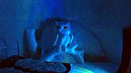 Snow owl room