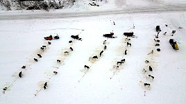 Dogs resting at Neiden