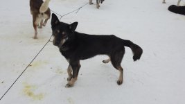 Sled dog PMoeller