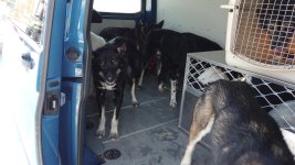 Dogs in van