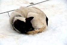 Sled dog Cargo