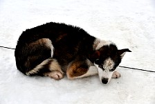 Sled dog Milhouse