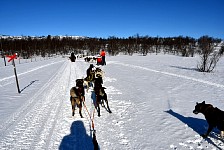 Dogsledding under blue slies