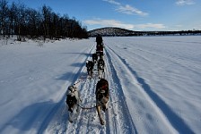 Regular dogsledding picture