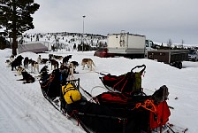 Dog at the end of the tour