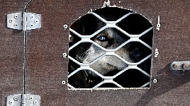 Dog in trailer