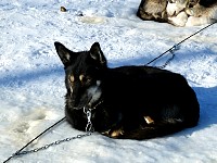 Sled dog PMoeller