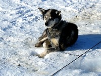 Sled dog Maggie