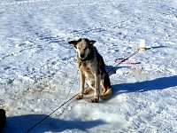 Sled dog Bart
