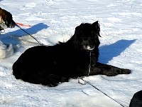 Sled dog Zoe