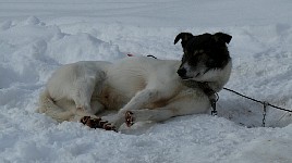 Sled dog Polo
