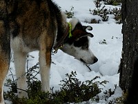 Sled dog Milhouse munching vegetation