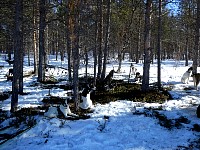 Dog resting near trees