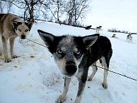 Sled dogs Bart and Maggie