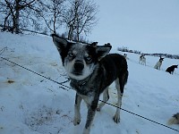 Sled dog Maggie