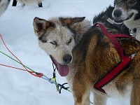 Sled dog Bart