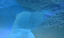 Polar bear reception