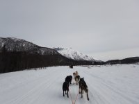 First day of dogsledding