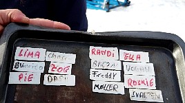 First day dogsledding team