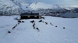 Dog resting near Red Cross Hut