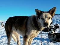 Sled dog Bart looking grumpy again
