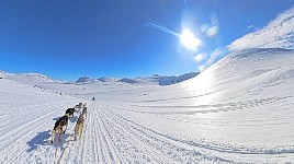 Sunny day dogsledding in the mountains