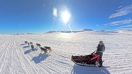 Dog sledding in a t-shirt