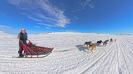 Dog sledding in a t-shirt
