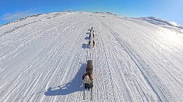 Dog sledding in a t-shirt