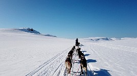 Dogsledding in the mountains