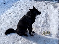 Local dog and beer cans