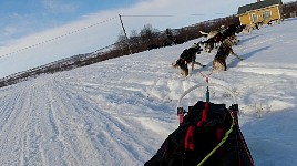 Dogs taking a shortcut on a corner