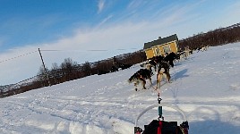 Dogs taking a shortcut on a corner