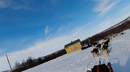 Dogs taking a shortcut on a corner