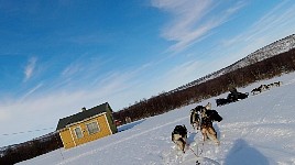 Dogs taking a shortcut on a corner
