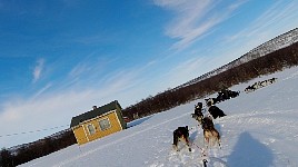 Dogs taking a shortcut on a corner