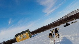 Dogs taking a shortcut on a corner