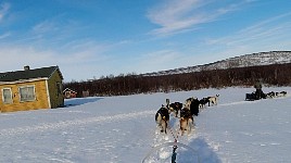 Dogs taking a shortcut on a corner
