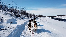 Dogsledding in fine weather towards Mollisjok