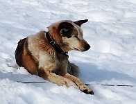 Sled dog Bart