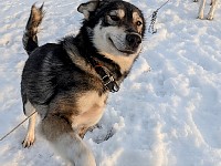 Sled dog Burrito