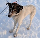 Sled dog Chaser