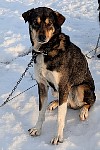 Sled dog Dash