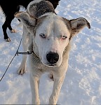 Sled dog Homer