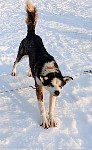 Sled dog Milhouse