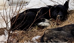 Sled dog Pie