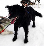 Sled dog Zoe