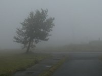 Wasserkuppe tree in fog