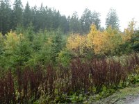 Autumn forest near Langenberg